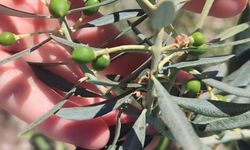 Zeytin üreticilerine "zeytin güvesi" uyarısı