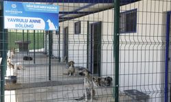 Aydın'da sahipsiz sokak hayvanları için çalışmalar sürüyor