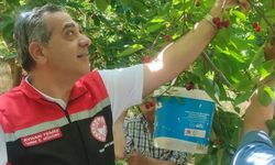 Aydın'da kiraz hasadı sürüyor