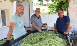 Aydın'ın bamyası Türkiye'nin dört bir yanına gönderiliyor