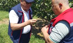 İncir üreticilerine zararlı uyarısı