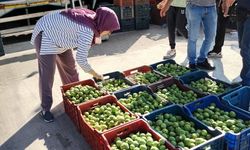 Bozdoğan’da ilek denetimleri aralıksız sürüyor