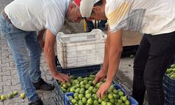 Bozdoğan ileği kalitesiyle üreticilerin ilk tercihi arasında
