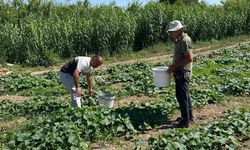 Salatalıklardan numuneler alındı