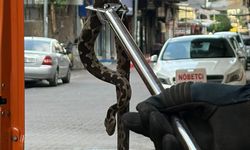 Nazilli’de esnafı yılan telaşı sardı.. Çarşı merkezinde yılan hareketliliği