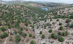 Aydın'da 15 yıl önce dikilen fıstıkçamları kozalak vermeye başladı