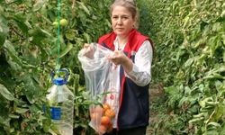 Domateslerde hasat öncesi pestisit denetimi