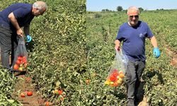 Domateste hasat öncesi ilaç kalıntısı denetimi başladı
