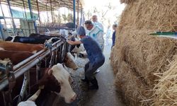 Aydın’da sonbahar şap aşısı kampanyası başladı