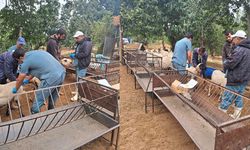 Köşk’te koyun ve keçiler sağlık taramasından geçiriliyor