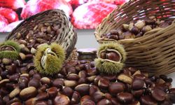 Aydın kestanesinde sezonun ilk ürünü 600 TL'den alındı