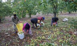 Aydın'da dağlardaki kestane hasadı sona erdi