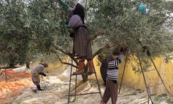 Aydın'da zeytin hasadı başladı