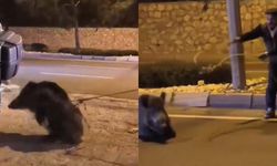 Yaban domuzunu kement atarak yakaladı