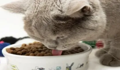 Kedi mamaları cep yakıyor, yaş mama hayal oldu