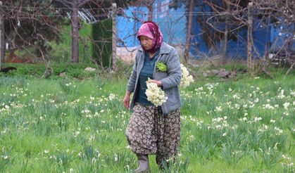 Karaburun'u nergis kokusu sardı