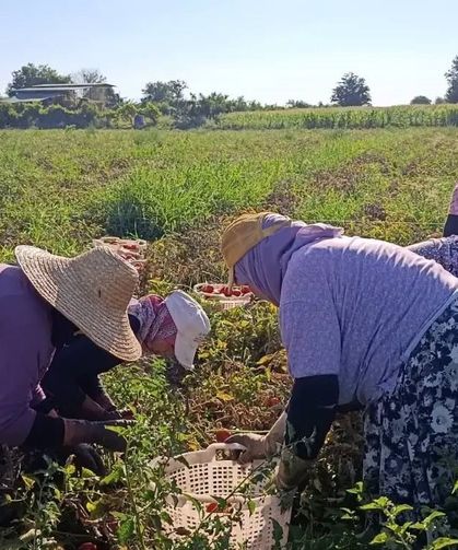 Aydın'da 12 bin 94 dekarda domates hasadı sürüyor