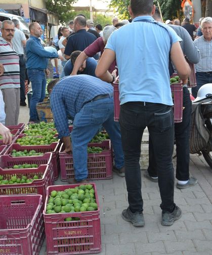 Kuyucak'ta 52 yıldır iğlek mesaisi: Gürlay ailesi yarım asırdır incire can oluyor