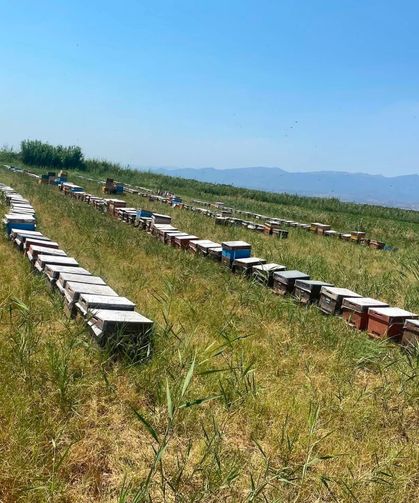 Nazilli’de arılı kovan tespit çalışmaları sürüyor