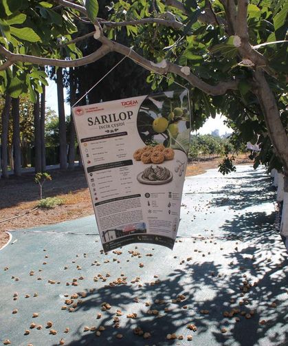 Bakan Yumaklı Aydın'da incir hasadına katıldı