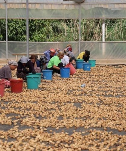 İncir üreticilerinden Bakanlığa çağrı: İşletmelerin ve tüccarların denetlenmesi lazım