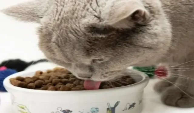 Kedi mamaları cep yakıyor, yaş mama hayal oldu