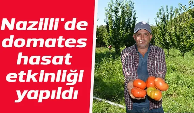 Nazilli'de domates hasat etkinliği yapıldı