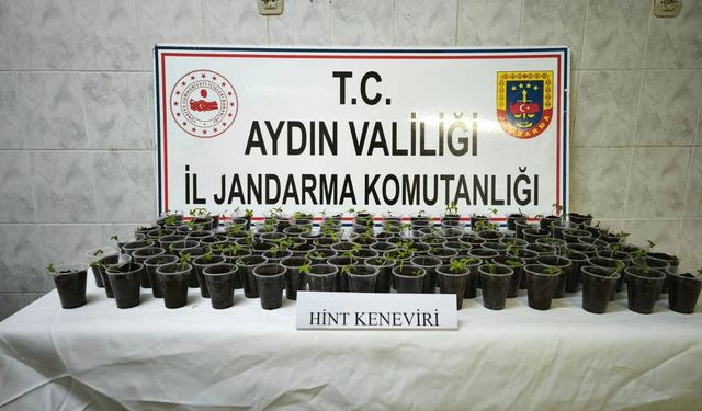 130 adet saksıya ekilmiş Hint keneviri ele geçirildi