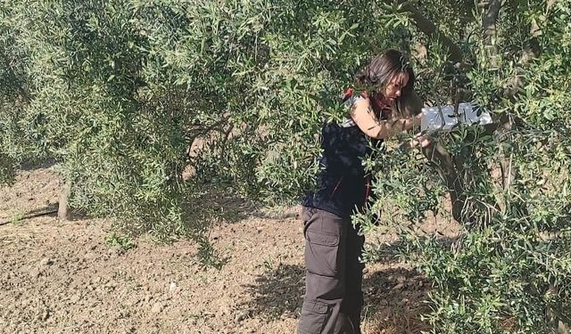 Zeytinliklerde hastalık ve zararlı denetimi yapıldı