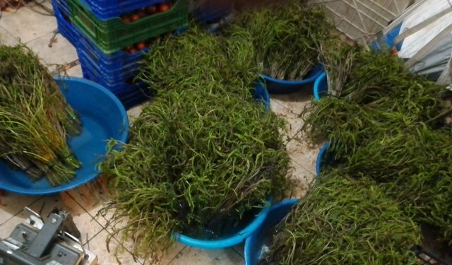 Bu otlar garibanın cüzdanını zenginin sofralarını süslüyor