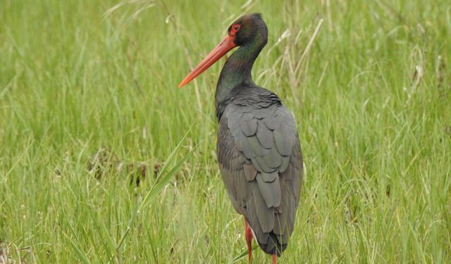 10 yıl sonra ilk kez kara leylek görüldü