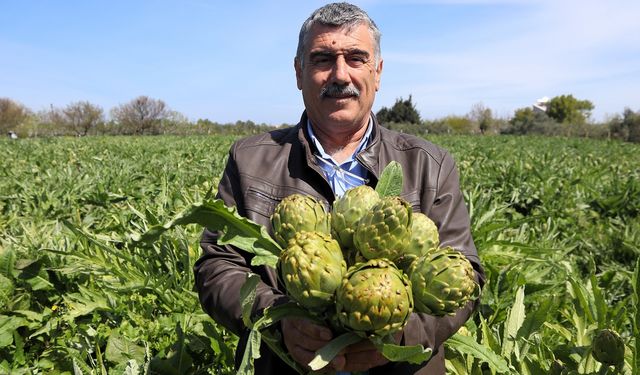 Sakız enginarının tarladan pazara hasat yolculuğu sürüyor