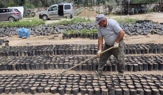 Nazilli Belediyesi’nden doğaya nefes: 18 bin fidan toprakla buluşacak