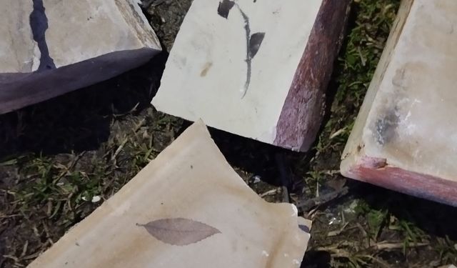 15 milyon yıllık yaprak fosili bulundu