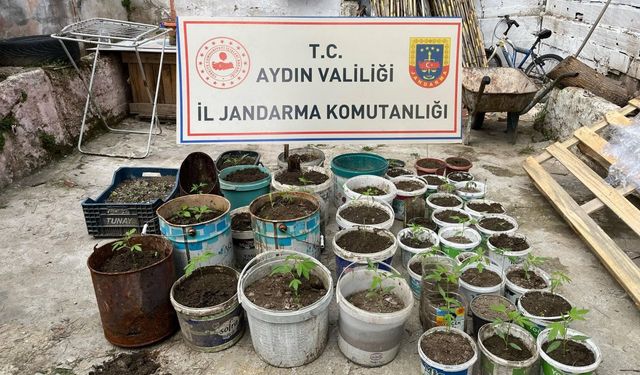 Saksıya ektiği 82 kenevir ile yakalandı
