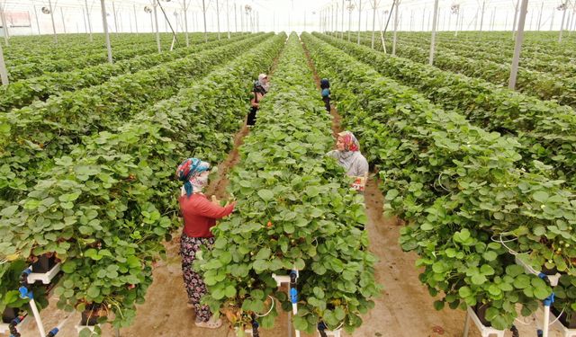 Tarımı, teknolojiyle birleştirdi yaşıtlarına örnek oldu