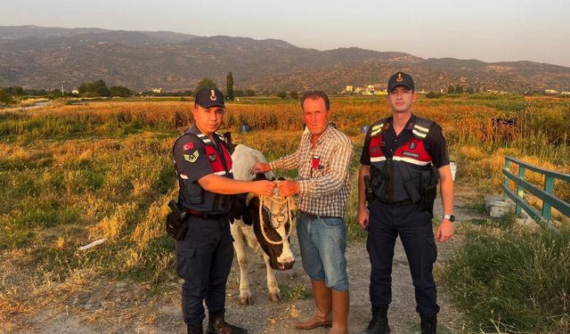 Çalınan hayvanı jandarma bularak sahibine teslim etti
