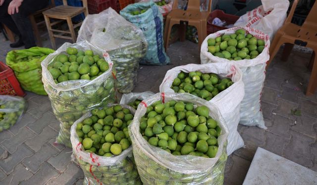 Aydın incirinde 'ilekleme' sezonu başladı