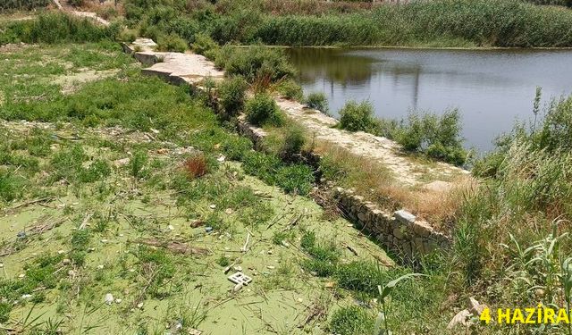 Tarihi köprüde sular yeşillendi, doğaseverler sorunlara dikkat çekti
