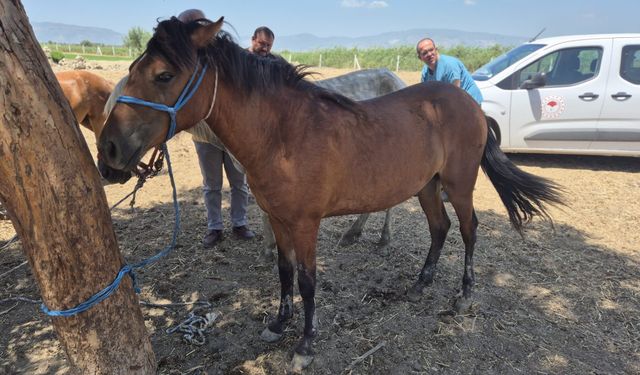 Tek tırnaklı hayvanlara ruam taraması yapıldı
