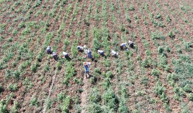 Sıcak hava domatesi vurdu, Aydınlı üretici verim kaybı yaşadı