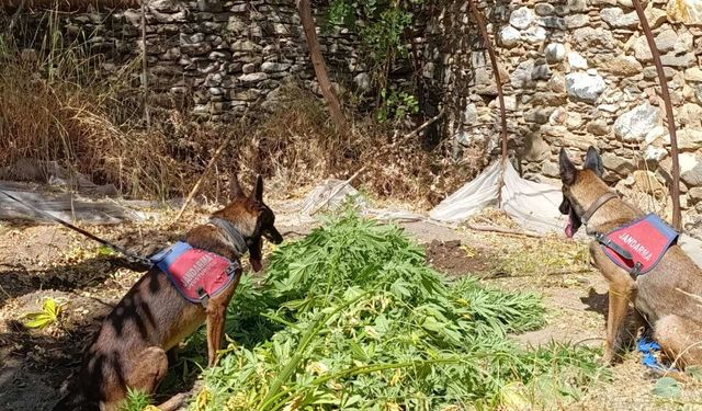 Nazilli’de uyuşturucu operasyonu