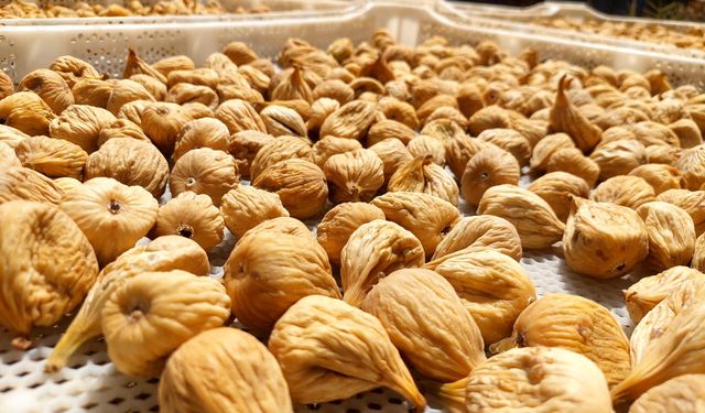 Kuru incir üretiminde aflatoksinle mücadele için üreticilere 19 bin kerevet dağıtıldı