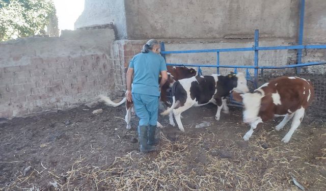 Hayvan sağlığı için aşılama çalışmaları devam ediyor