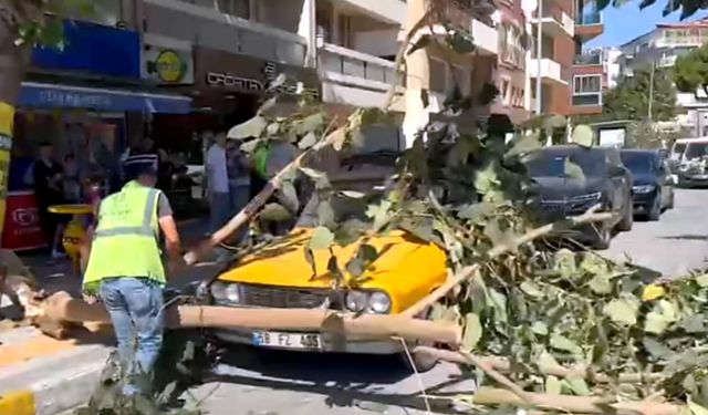 Ağaç dalı park halindeki aracın üzerine düştü