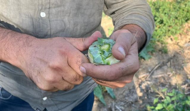 Aydın'ın tescilli ürünü enginarın kaymağını başkaları yiyor