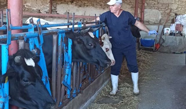 Nazilli’de şap aşılama çalışmaları tamamlandı