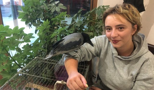 Kahvehane bağımlısı karga mahallenin maskotu haline geldi