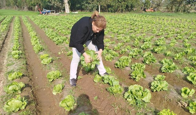 Gıda güvenliği için marul tarlalarında numune alındı