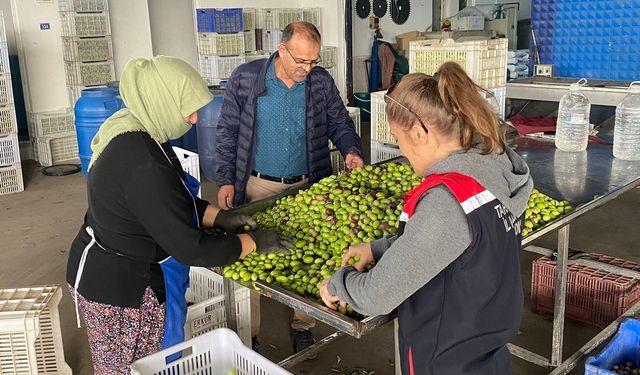 Zeytin rekoltesi ve kalite kontrol çalışmaları sürüyor